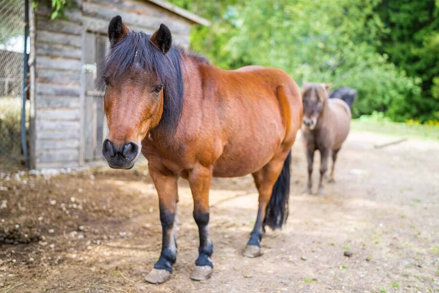 A dark brown and a light brown pony stand in front of the pony farm of the Hotel GUT Trattlerhof in Bad Kleinkirchheim