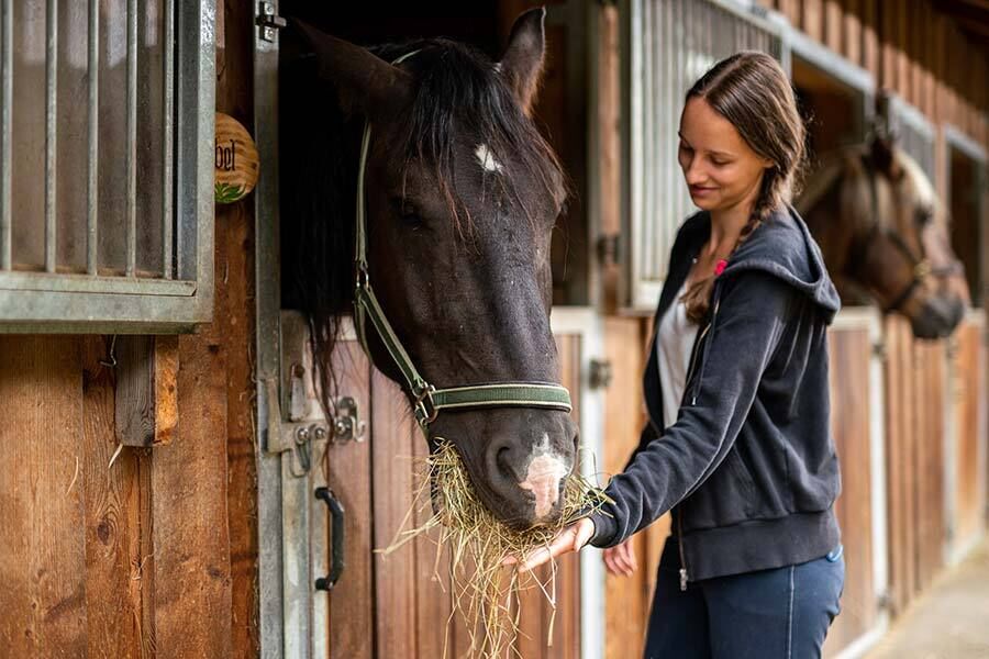 Eine Frau die ein schwarzes Pferd das in seiner Box steht mit Heu füttert.